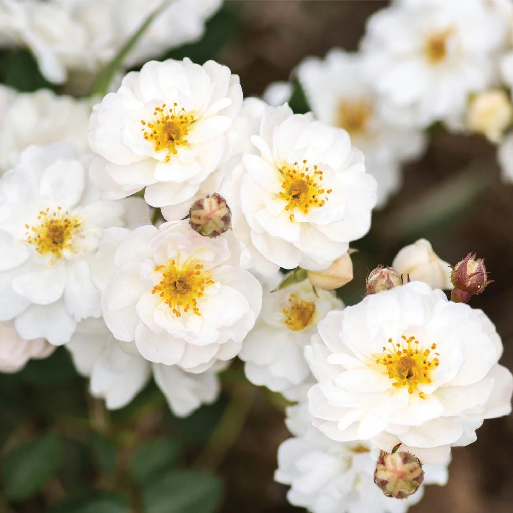 Pretty Polly® White Rose 2 Pretty Polly® White Rose - Image 2