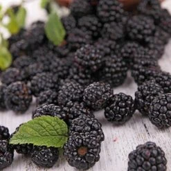 Prime Ark Freedom Blackberry -Flourish Garden Prime Ark Freedom Blackberries 2 450w