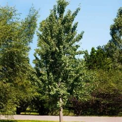 Princeton Sentry™ Columnar Ginkgo Tree -Flourish Garden Princeton Sentry Ginkgo Tree 1