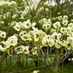 Mexican Flowering Dogwood Tree -Flourish Garden Pringle Mexican Dogwood 1