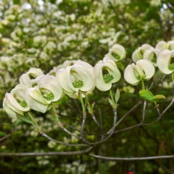 Mexican Flowering Dogwood Tree -Flourish Garden Pringle Mexican Dogwood 2