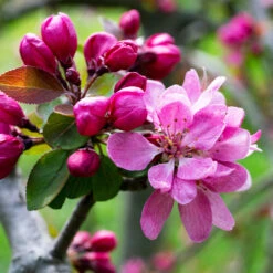 Profusion Crabapple Tree -Flourish Garden Profussion Crabapple 3 FGT
