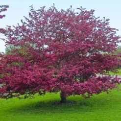 Profusion Crabapple Tree -Flourish Garden Profussion Crabapple 5