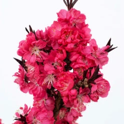 Ruby Ruffle™ Patio Peach Tree -Flourish Garden Prunus RubyRuffles 2