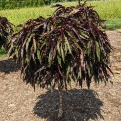 Ruby Ruffle™ Patio Peach Tree -Flourish Garden Prunus RubyRuffles 3