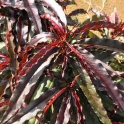 Ruby Ruffle™ Patio Peach Tree -Flourish Garden Prunus RubyRuffles 6