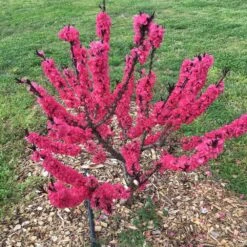 Ruby Ruffle™ Patio Peach Tree -Flourish Garden Prunus RubyRuffles 7