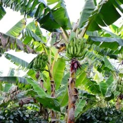 Puerto Rican Plantain Banana Tree 12 Puerto Rican Plantain Banana Tree -Flourish Garden Puerto Rican Plantain Banana Tree 10