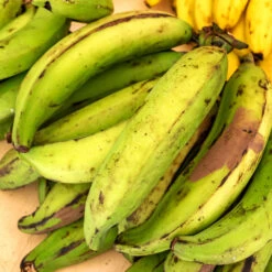 Puerto Rican Plantain Banana Tree 9 Puerto Rican Plantain Banana Tree -Flourish Garden Puerto Rican Plantain Banana Tree 7