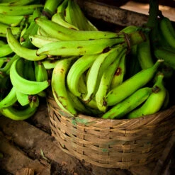 Puerto Rican Plantain Banana Tree 11 Puerto Rican Plantain Banana Tree -Flourish Garden Puerto Rican Plantain Banana Tree 9