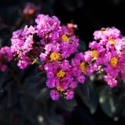 Black Diamond® Crape Myrtle - Purely Purple™ -Flourish Garden Purely Purple 1