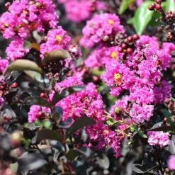 Black Diamond® Crape Myrtle - Purely Purple™ -Flourish Garden Purely Purple 4