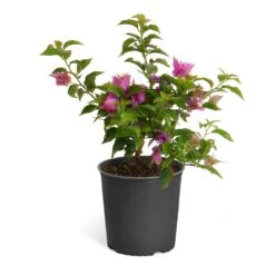 New River Purple Bougainvillea -Flourish Garden Purple Bougainvillea 6inch