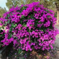 New River Purple Bougainvillea -Flourish Garden Purple Bougainvillea New River 11