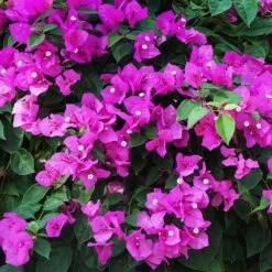 New River Purple Bougainvillea -Flourish Garden Purple Bougainvillea New River 12 FGT