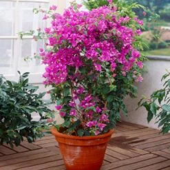 New River Purple Bougainvillea -Flourish Garden Purple Bougainvillea New River 2