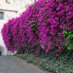 New River Purple Bougainvillea -Flourish Garden Purple Bougainvillea New River 7 FGT