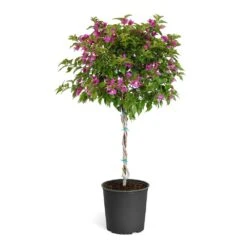 New River Purple Bougainvillea -Flourish Garden Purple Bougainvillea Tree
