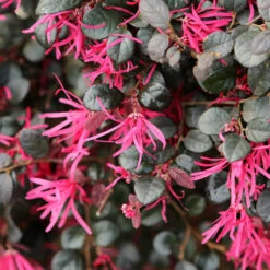 Purple Daydream® Dwarf Loropetalum -Flourish Garden Purple Daydream Loropetalum 1