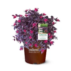Purple Daydream® Dwarf Loropetalum -Flourish Garden Purple Daydream Loropetalum 2