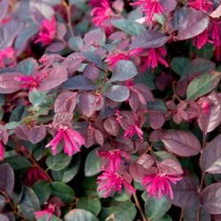 Purple Diamond® Semi-Dwarf Loropetalum 8 Purple Diamond® Semi-Dwarf Loropetalum -Flourish Garden Purple Diamond loropetalum 1