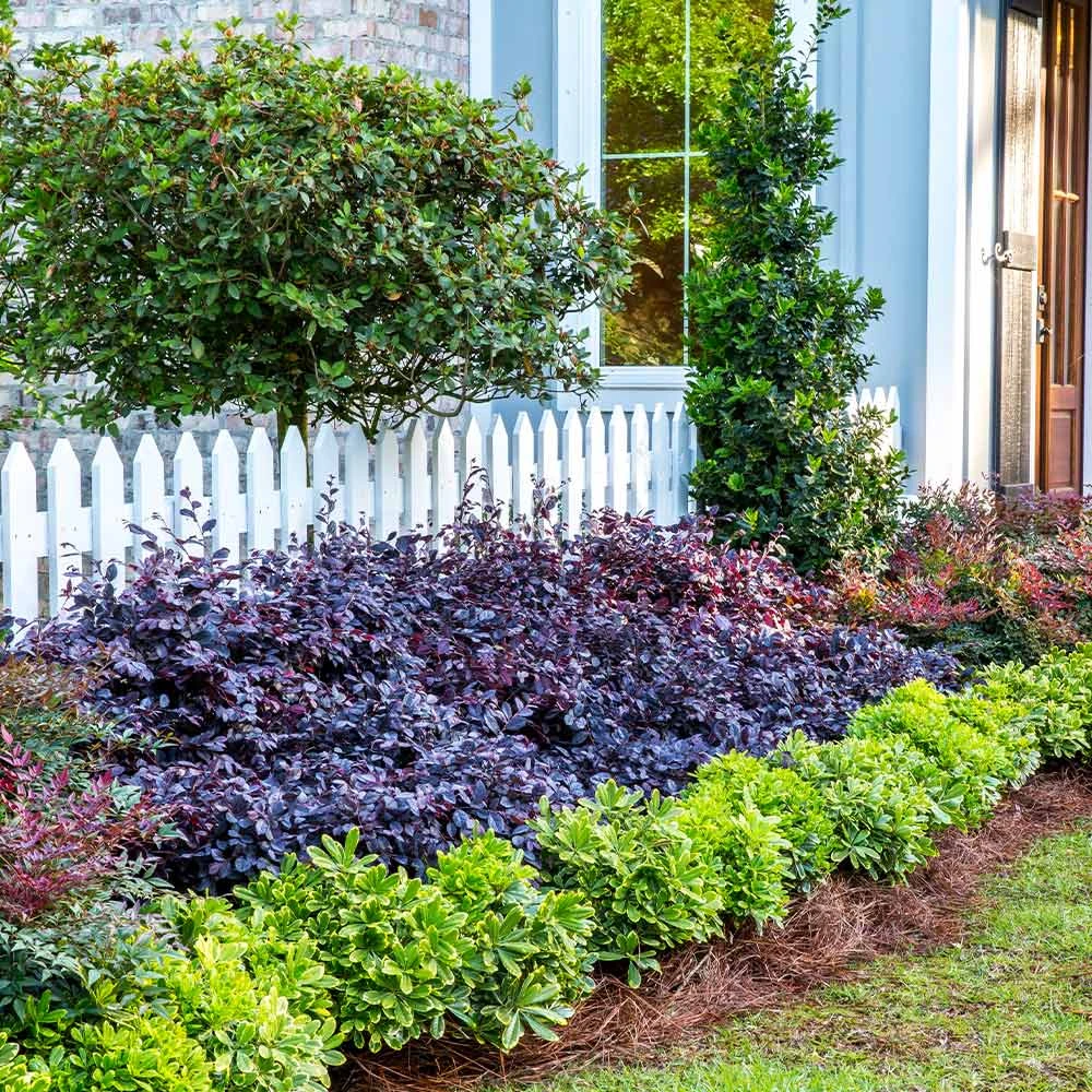 Purple Diamond® Semi-Dwarf Loropetalum 2 Purple Diamond® Semi-Dwarf Loropetalum - Image 2