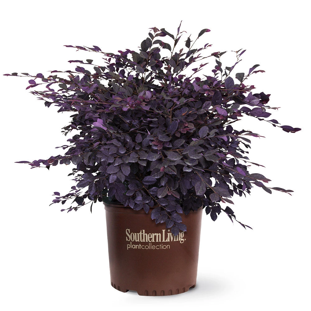 Purple Diamond® Semi-Dwarf Loropetalum 5 Purple Diamond® Semi-Dwarf Loropetalum - Image 5