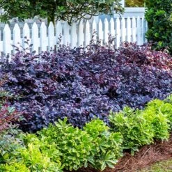 Purple Diamond® Semi-Dwarf Loropetalum