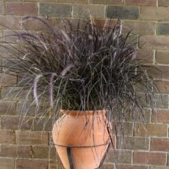 Purple Fountain Grass -Flourish Garden Purple Fountain Grass 1