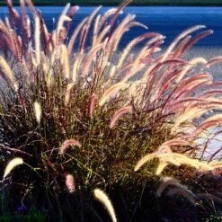 Purple Fountain Grass -Flourish Garden Purple Fountain Grass 2