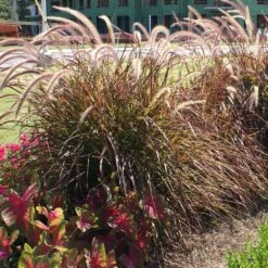 Purple Fountain Grass -Flourish Garden Purple Fountain Grass 4 FGT