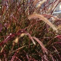 Purple Fountain Grass -Flourish Garden Purple Fountain Grass 5