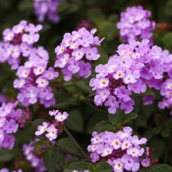 Purple Lantana 6 Purple Lantana -Flourish Garden Purple Lantana 6 FGT