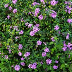 Purple Lantana 7 Purple Lantana -Flourish Garden Purple Lantana 7 FGT