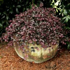 Purple Pixie® Dwarf Weeping Loropetalum -Flourish Garden Purple Pixoe Loropetalum 2