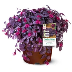 Purple Pixie® Dwarf Weeping Loropetalum -Flourish Garden Purple Pixoe Loropetalum 3