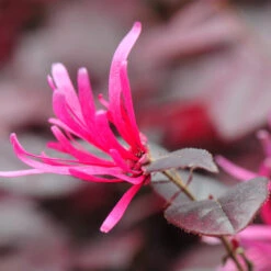 Purple Pixie® Dwarf Weeping Loropetalum -Flourish Garden Purple Pixoe Loropetalum 4