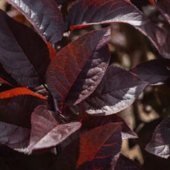 Purple Plunge Weeping Plum Tree -Flourish Garden Purple Plunge 9