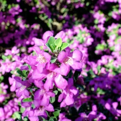 Purple Rain Texas Sage -Flourish Garden Purple Rain Sage 3 FGT