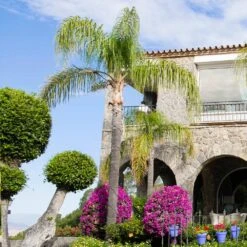 Queen Palm -Flourish Garden Queen Palm 4 FGT