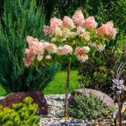 Quick Fire® Hydrangea Tree 7 Quick Fire® Hydrangea Tree -Flourish Garden QyuickFire Hydrangea 1