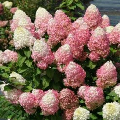 Front Page 39 Quick Fire® Hydrangea Tree