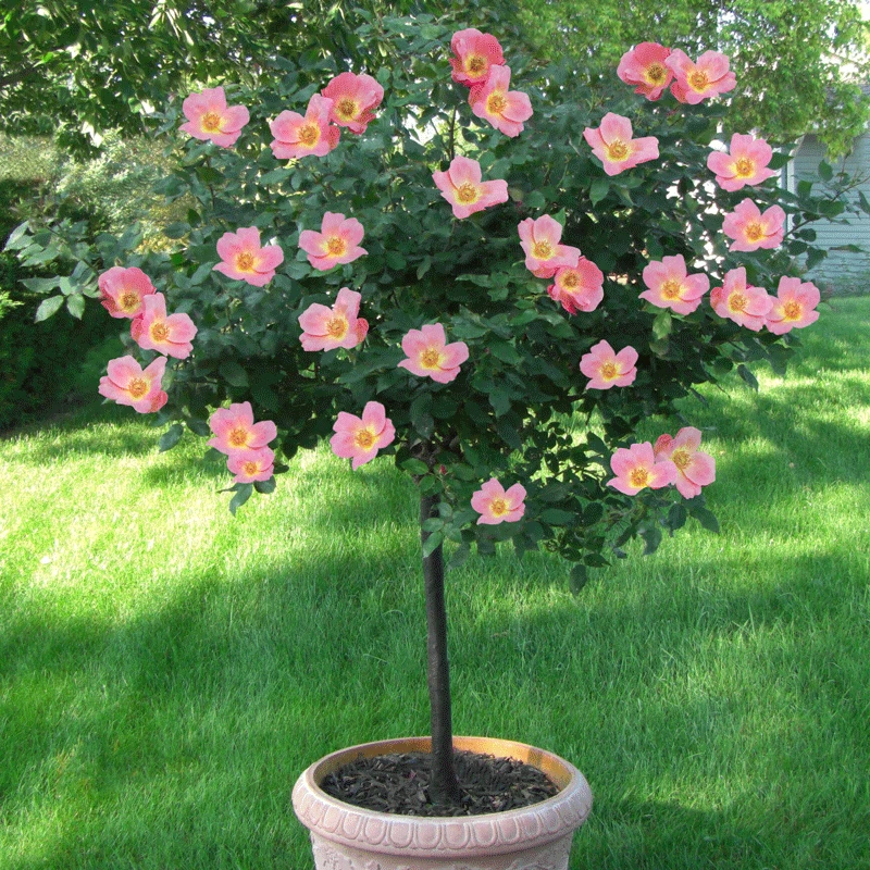 Rainbow Knock Out® Rose Tree 2 Rainbow Knock Out® Rose Tree - Image 2