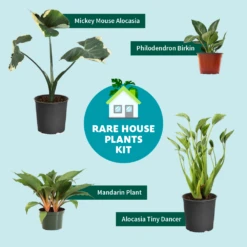 Rare House Plant Kit -Flourish Garden RareHousePlantKitGraphic