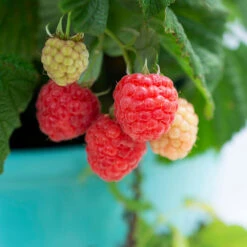 Bushel And Berry® Raspberry Shortcake® Bush -Flourish Garden Raspberry Shortcake 1