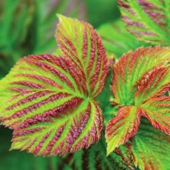 Bushel And Berry® Raspberry Shortcake® Bush -Flourish Garden Raspberry Shortcake 4