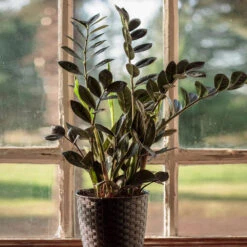 Raven ZZ Plant -Flourish Garden Raven ZZ 1