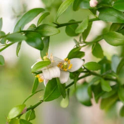 Red Finger Lime Tree -Flourish Garden Red FInger Lime 2 6caf0467 1911 48e7 a9fa babb0a6fffe5