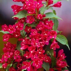 Red Prince Weigela Tree 5 Red Prince Weigela Tree -Flourish Garden Red Prince Wegeila 1 FGT