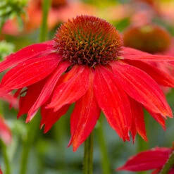 Sombrero® Salsa Red Coneflower 7 Sombrero® Salsa Red Coneflower -Flourish Garden Red Salsa Coneflower 2 FGT